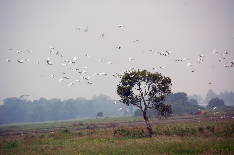 DSC_2237a.jpg