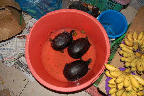 sibu06